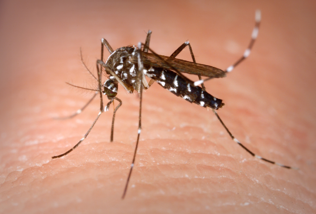 Ordinanza per la prevenzione ed il controllo delle malattie trasmesse da insetti vettori 